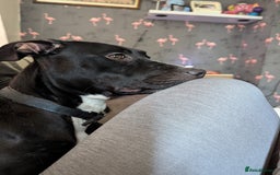 Mixed Breed dogs for sale: Luna looking for a forever home  - Image 7