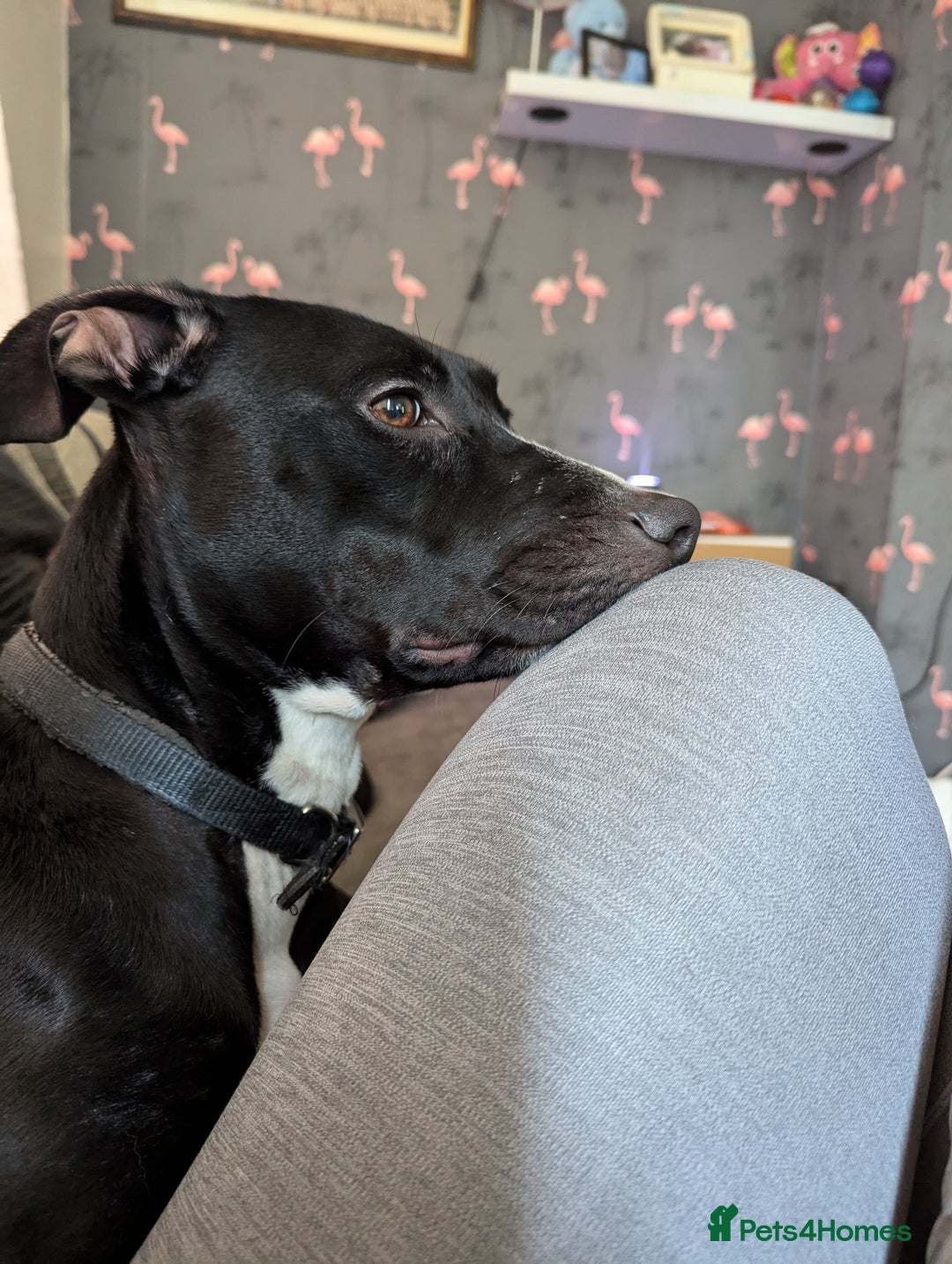 Mixed Breed dogs for sale: Luna looking for a forever home  - Image 7
