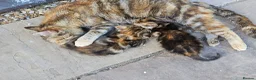 Mixed Breed cats for sale: Tortoishell female kitten 10 weeks - Advert 6