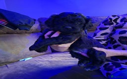 Mixed Breed dogs for sale: Shihpoo Puppies  - Image 5