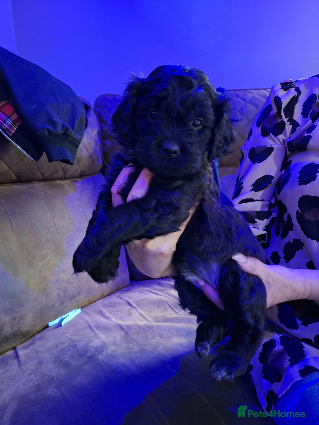 Mixed Breed dogs for sale: Shihpoo Puppies  - Image 5