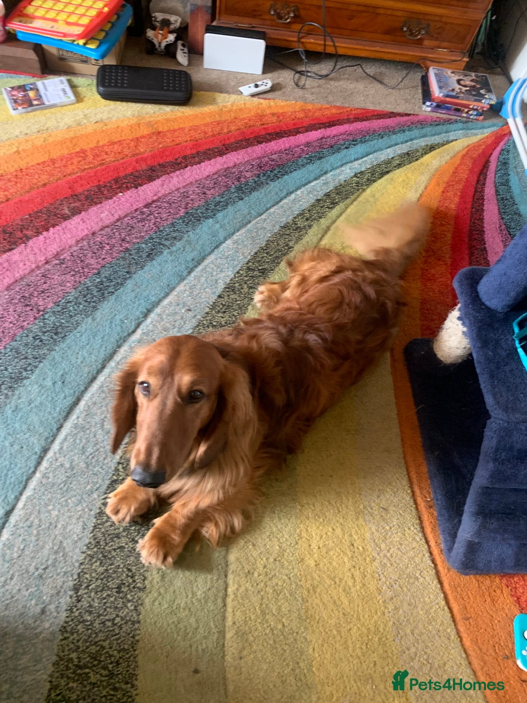 Dachshund dogs for sale: Long haired standard Daschund  - Advert 2