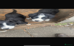 Border Collie dogs for sale: Border collie pup - Image 2