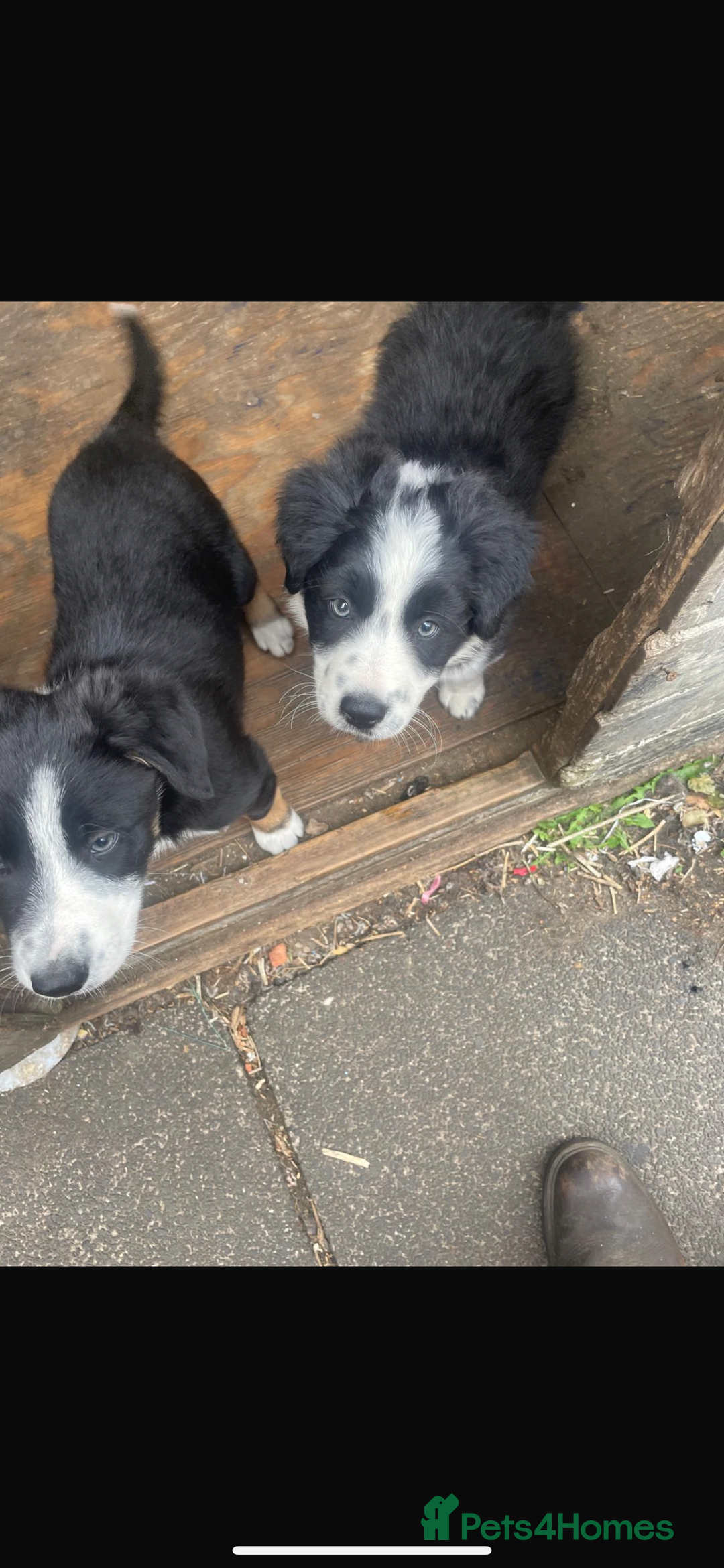 Border Collie dogs for sale: Border collie pup - Image 2