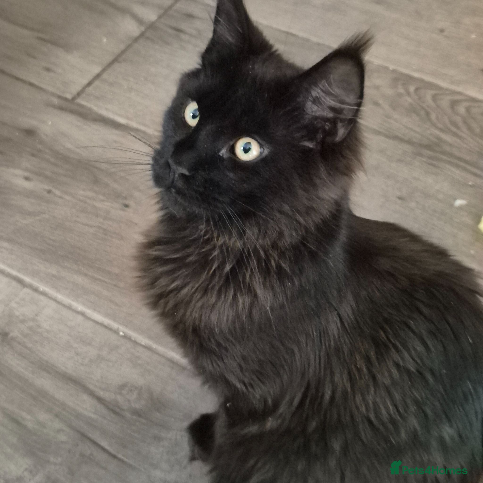 Maine Coon cats Maine Coon XL active - Advert 1
