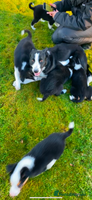 Border Collie dogs Working collie pup - Advert 3