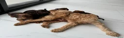 Mixed Breed dogs for sale: 5 Beautiful Chocolate brown & Tan Puppies  in Egham - Advert 29