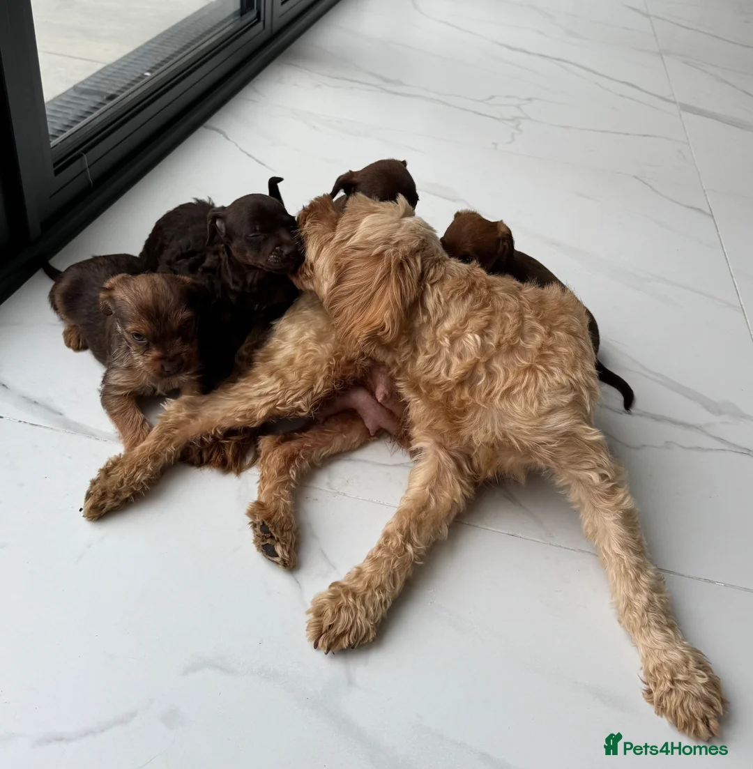 Mixed Breed dogs for sale: 5 Beautiful Chocolate brown & Tan Puppies  in Egham - Advert 29