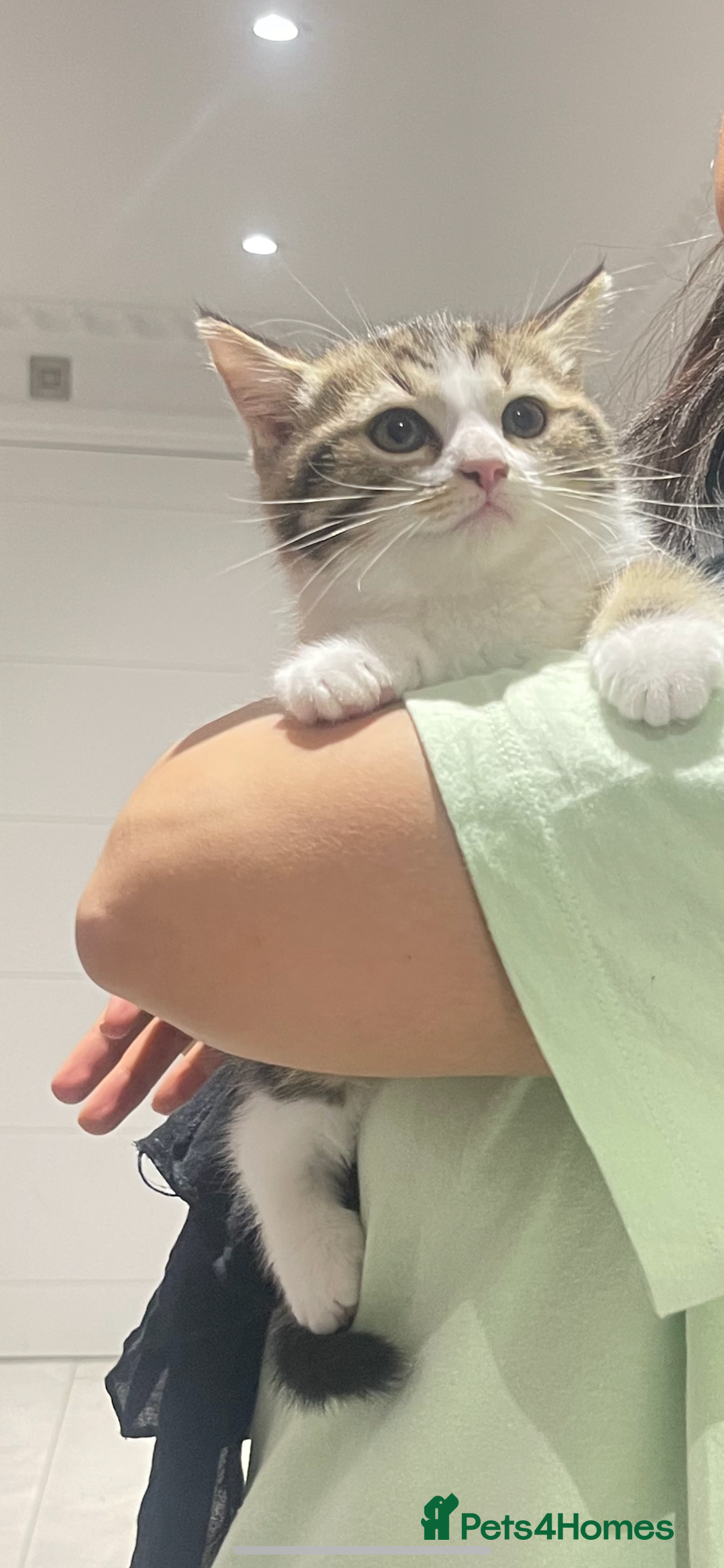 British Shorthair cats for sale: 3 Beautiful female kittens  - Image 1