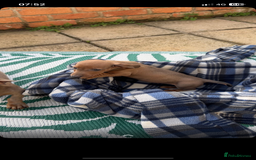 Dachshund dogs for sale: Dachshund puppies for sale 2x girls 1x boy - Image 4