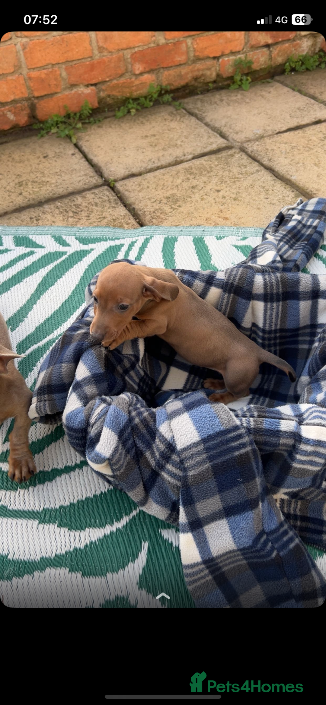 Dachshund dogs for sale: Dachshund puppies for sale 2x girls 1x boy - Image 4