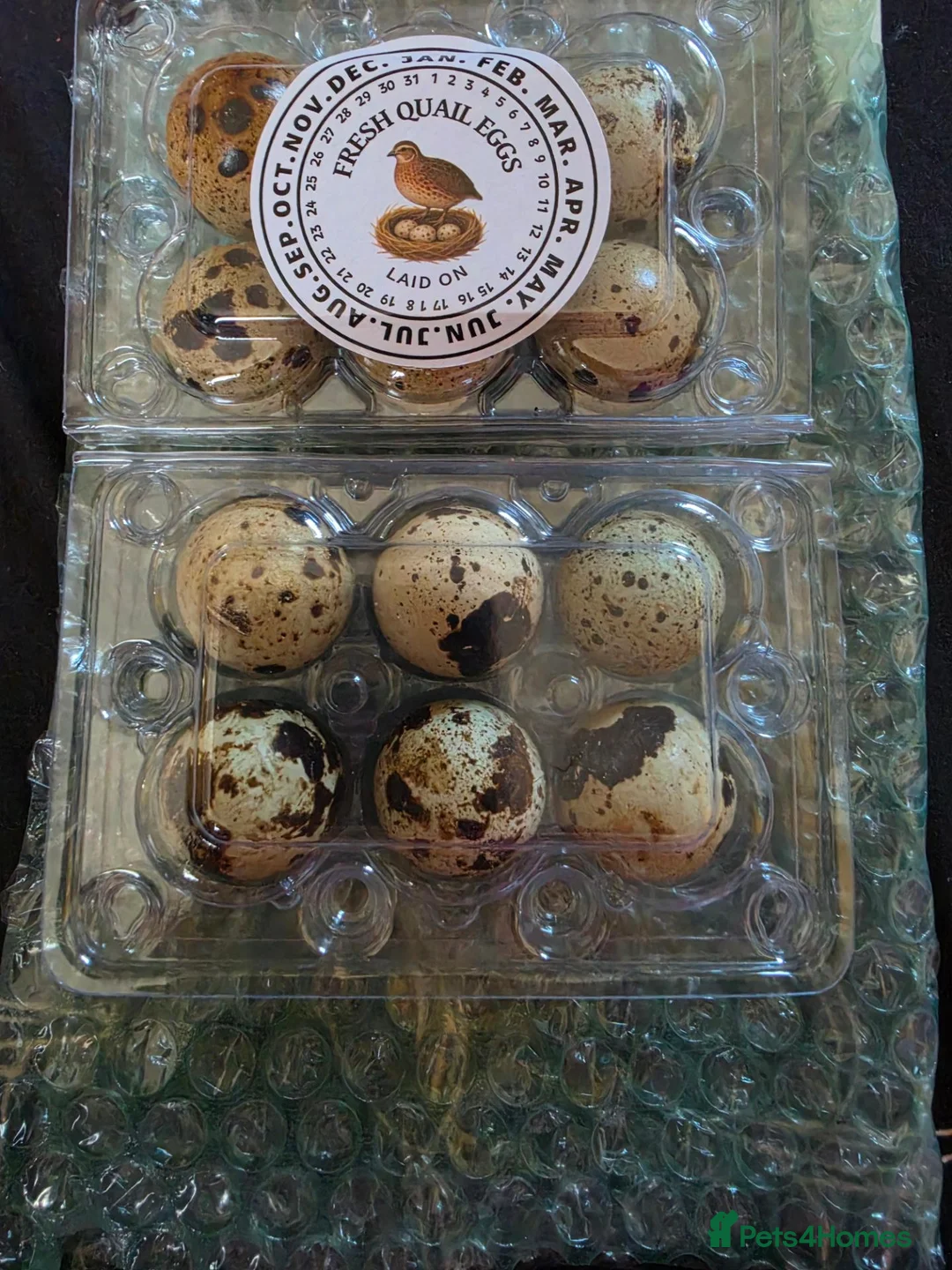 Quail poultry for sale: corturnix quail fertile quail eggs   - Advert 2