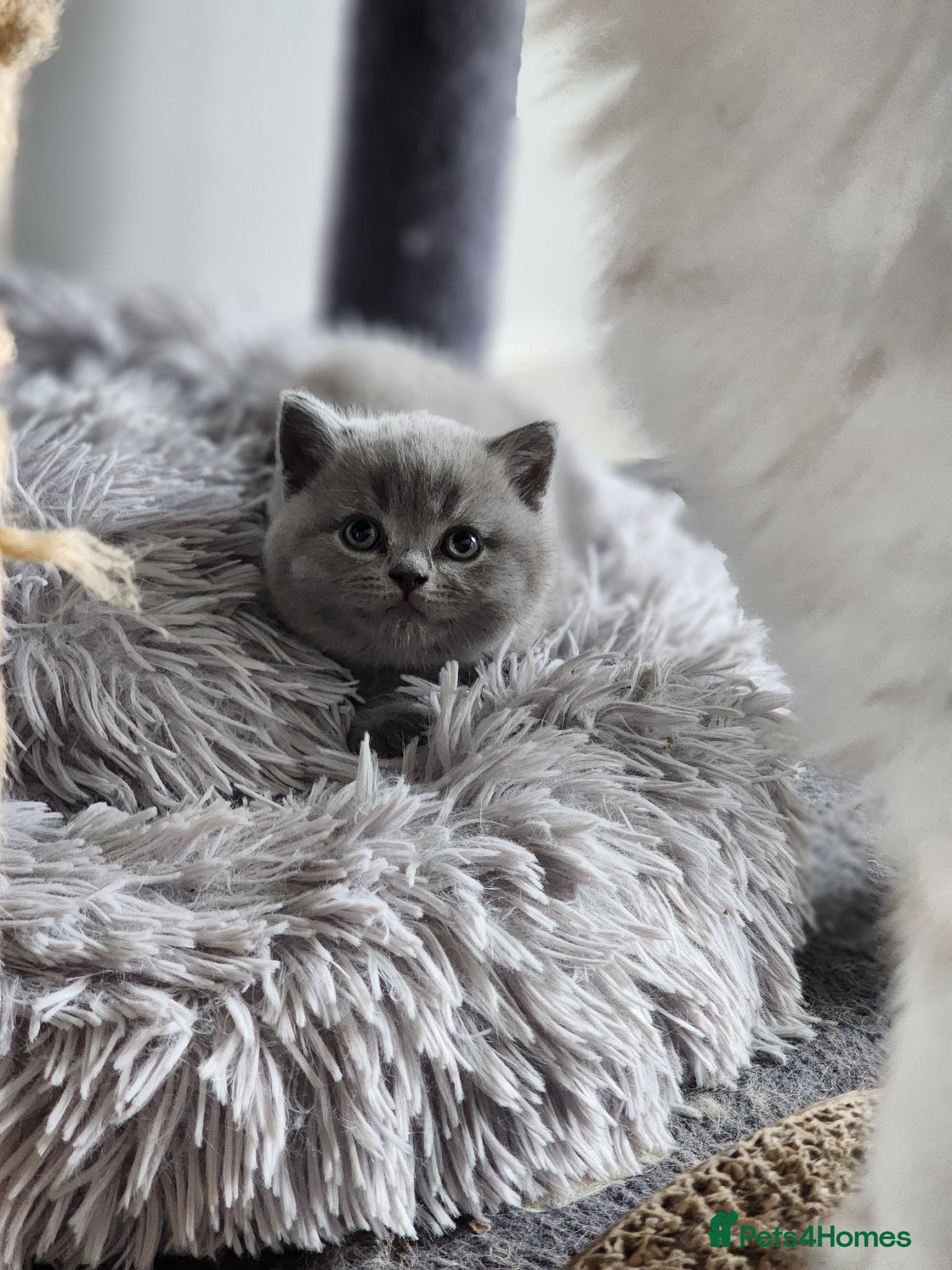 British Shorthair cats BSH Blue Kittens  - Advert 2