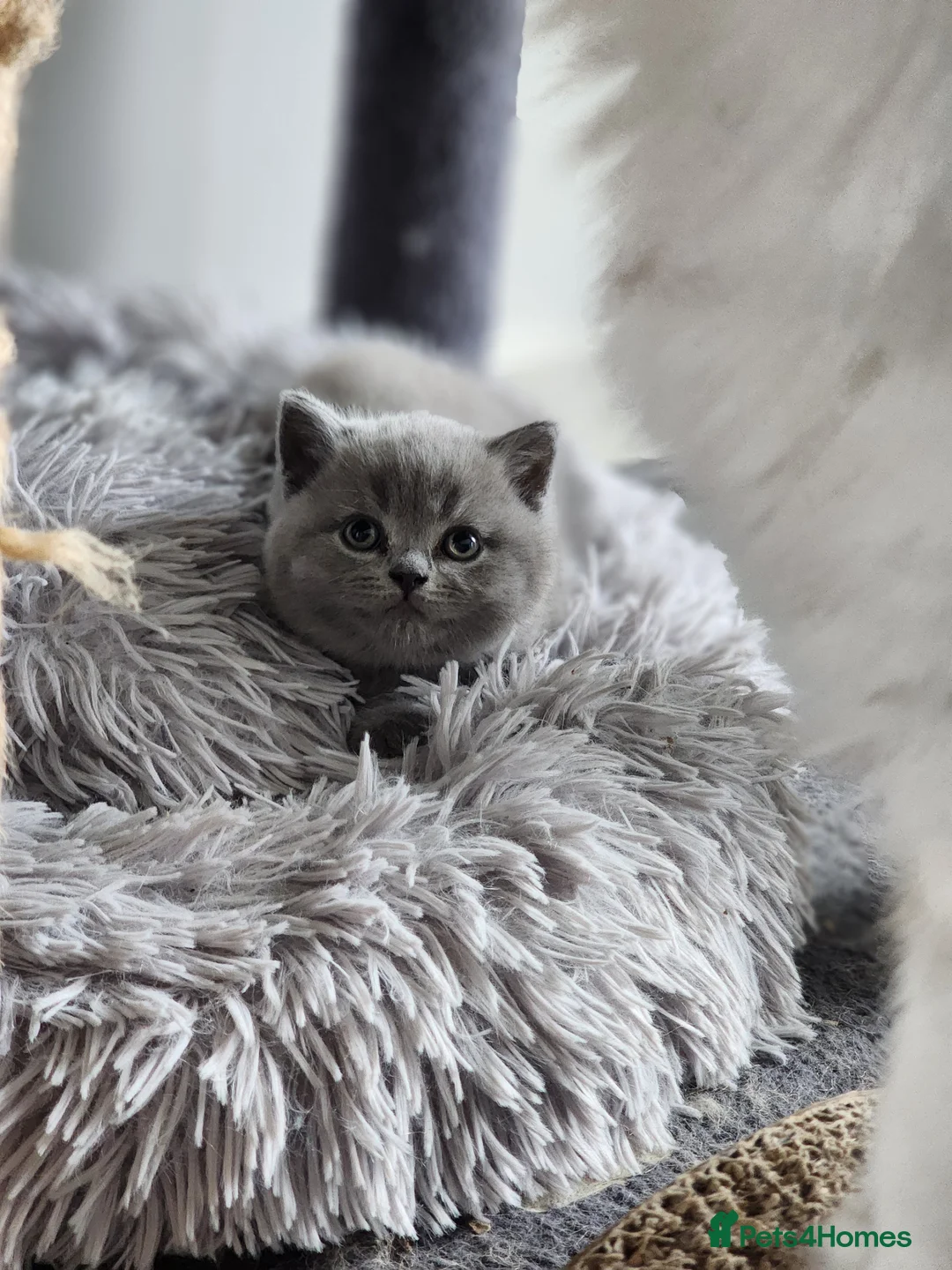 British Shorthair cats for sale: BSH Blue Kittens  - Advert 2