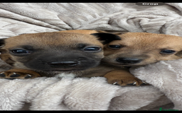 Jack Russell dogs for sale: Beautiful litter of jack Russell puppies  - Image 3