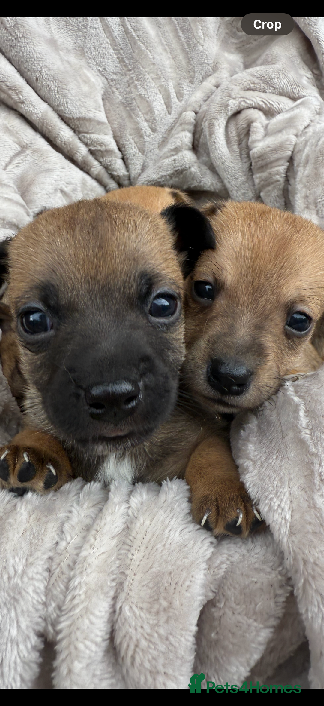 Jack Russell dogs for sale: Beautiful litter of jack Russell puppies  - Image 3