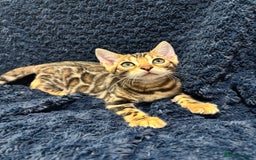 Bengal cats for sale: READY NOW beautiful Bengal Girl kittens TICA reg - Advert 16