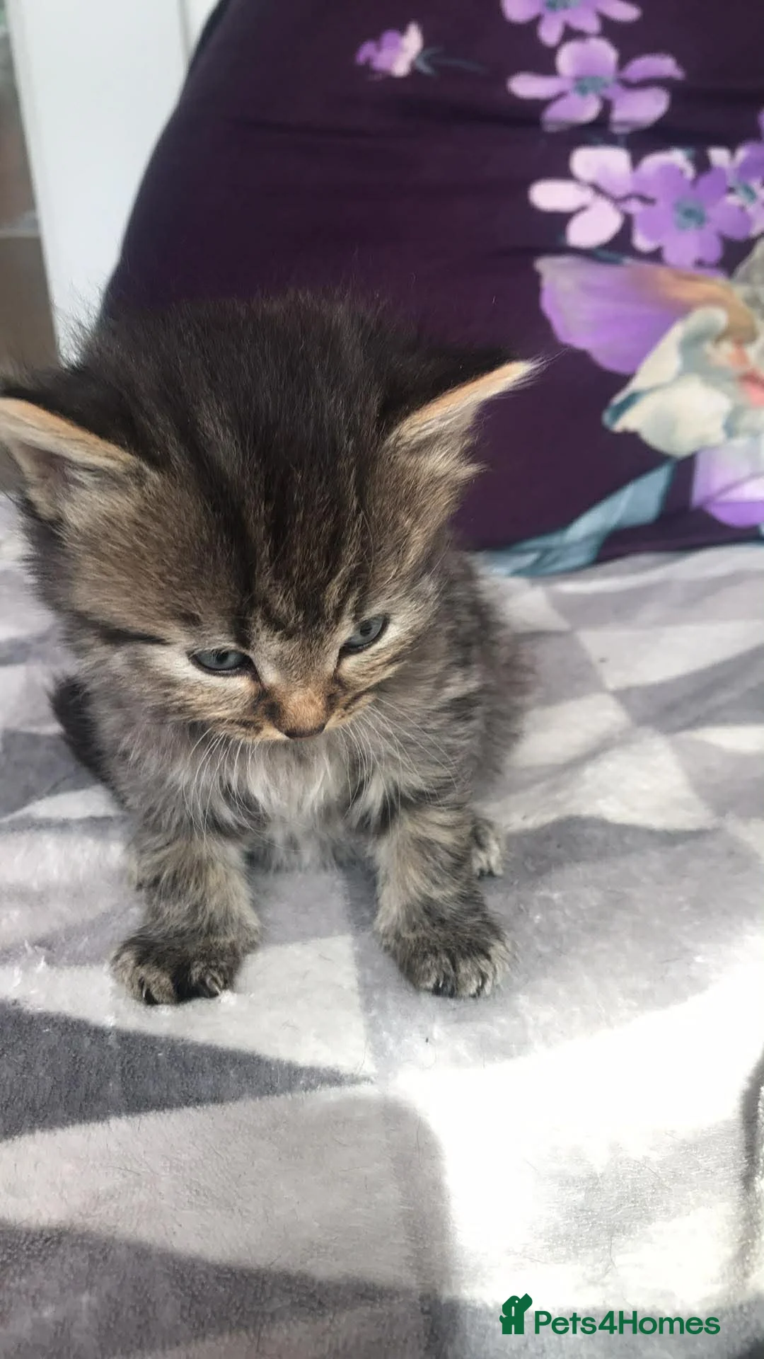 Aegean cats for sale: Tabby’s Cats  - Advert 6