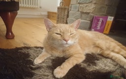Mixed Breed cats for sale: 6 Lovely and Friendly Cats - Different colours - Advert 36