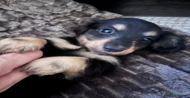 Miniature Dachshund dogs - Advert 4