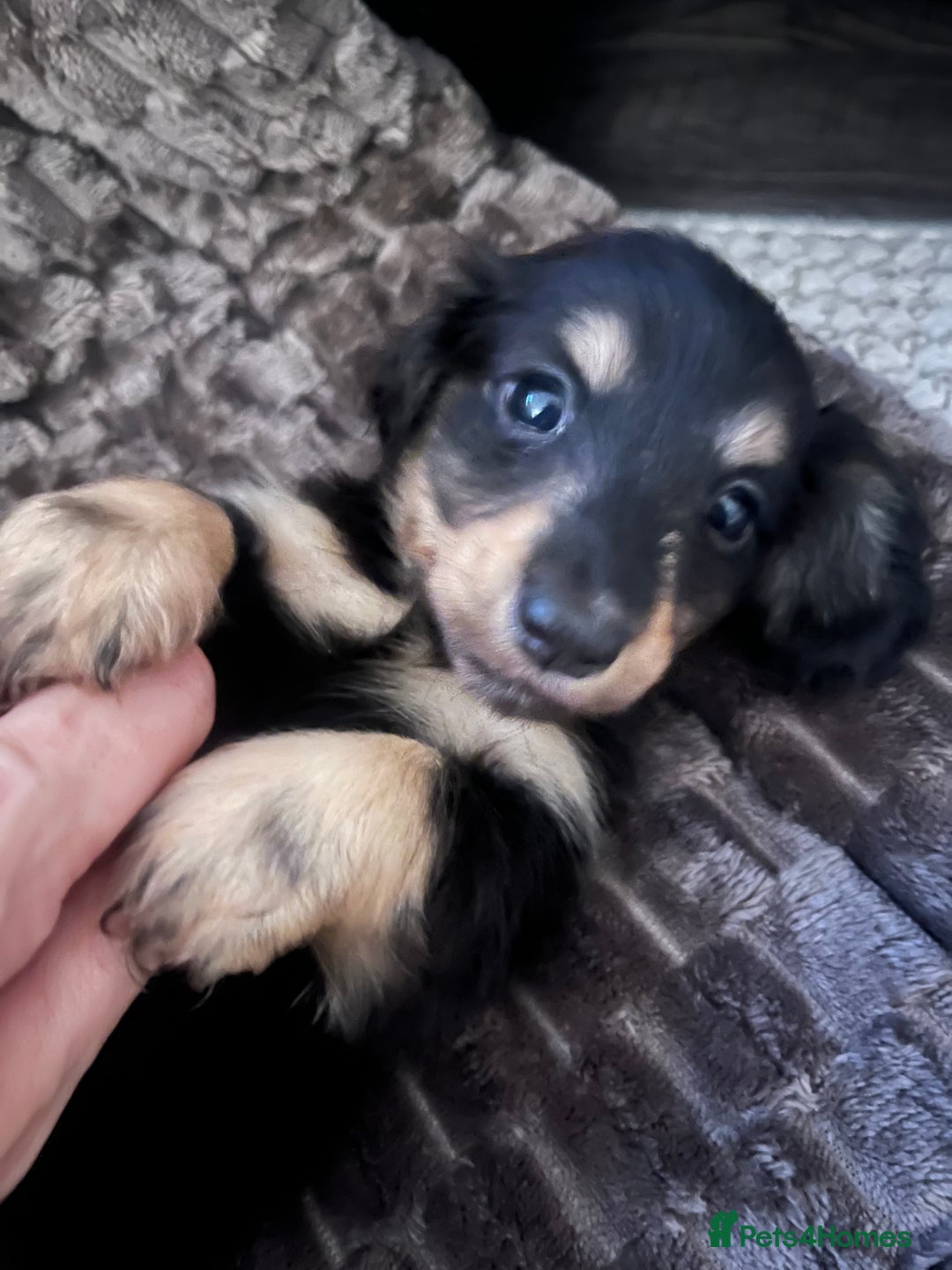Miniature Dachshund dogs for sale: KC Reg PRA Clear Miniature Dachshunds  - Image 1