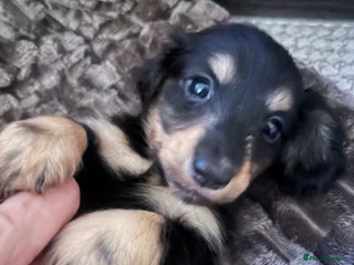 Miniature Dachshund dogs - Advert 29