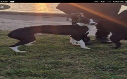 Mixed Breed dogs for sale: Bedlington x whippet pups  - Image 5