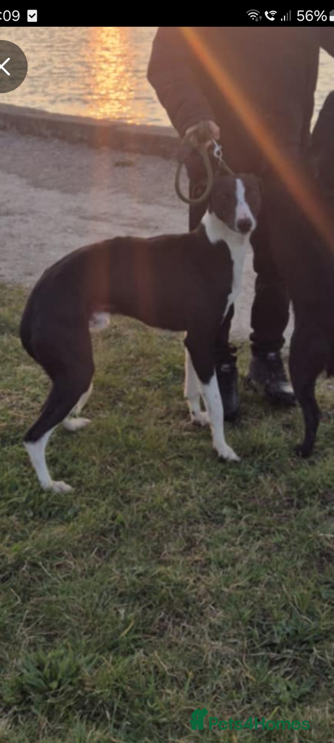 Mixed Breed dogs for sale: Bedlington x whippet pups  - Image 5