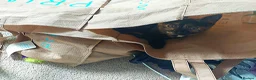 Domestic Shorthair cats for sale: Gorgeous, friendly 16-week female tortie in Barnet - Advert 3