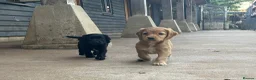 Cocker Spaniel dogs for sale: BEAUTIFUL MIXED COLOUR LITTER,HEALTHTESTED PARENTS - Advert 18