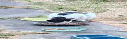 Mixed Breed cats for sale: completely Free. £0 for 3 cat. Need rehoming in Birmingham - Advert 5