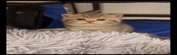 British Shorthair cats for sale: 🐾 British Shorthair Kittens - Advert 3