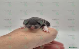 Rat rodents for sale: Our latest litter from Pearls Rodents - Image 8