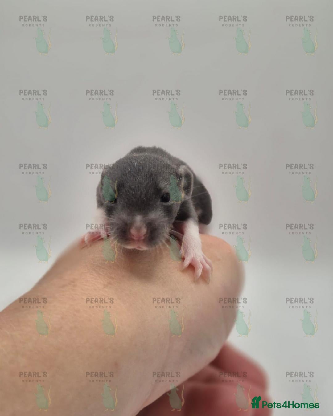Rat rodents for sale: Our latest litter from Pearls Rodents - Image 8