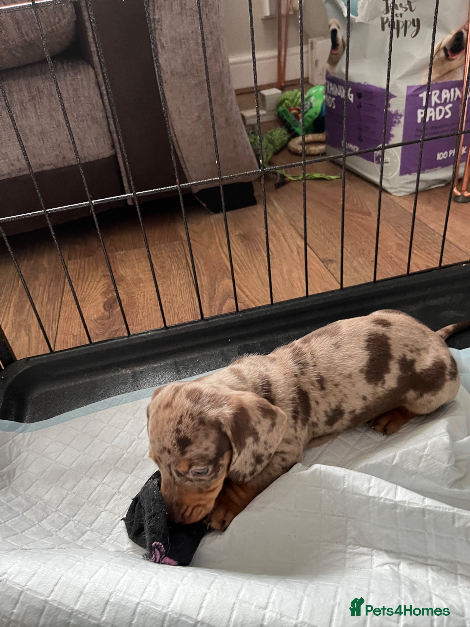 Miniature Dachshund dogs Ready now KC Registered male miniature Dachshunds  - Advert 2