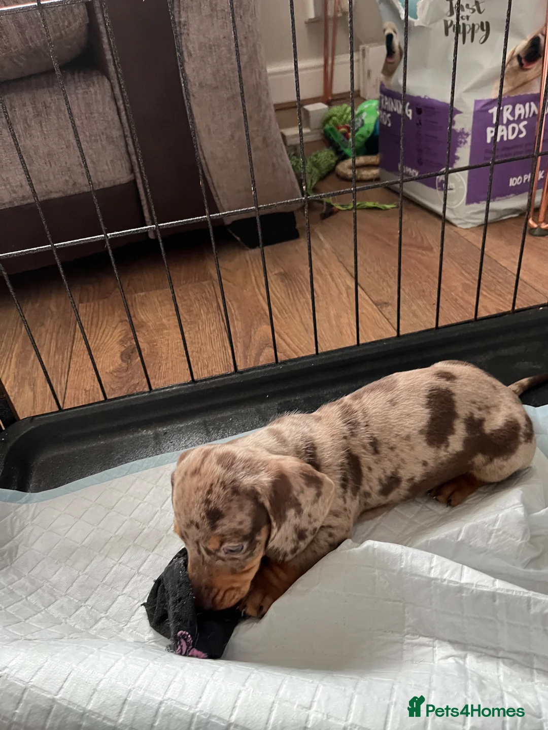 Miniature Dachshund dogs for sale: Ready now KC Registered male miniature Dachshunds  - Advert 2