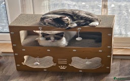 Ragdoll cats for sale: 2 beautiful kittens free to a good home - Image 2