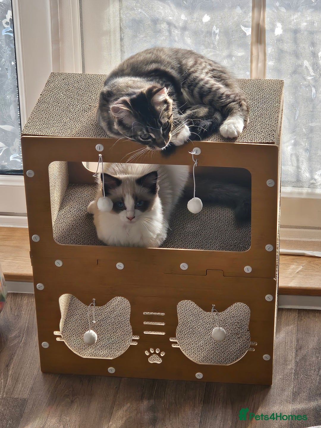 Ragdoll cats for sale: 2 beautiful kittens free to a good home - Image 2