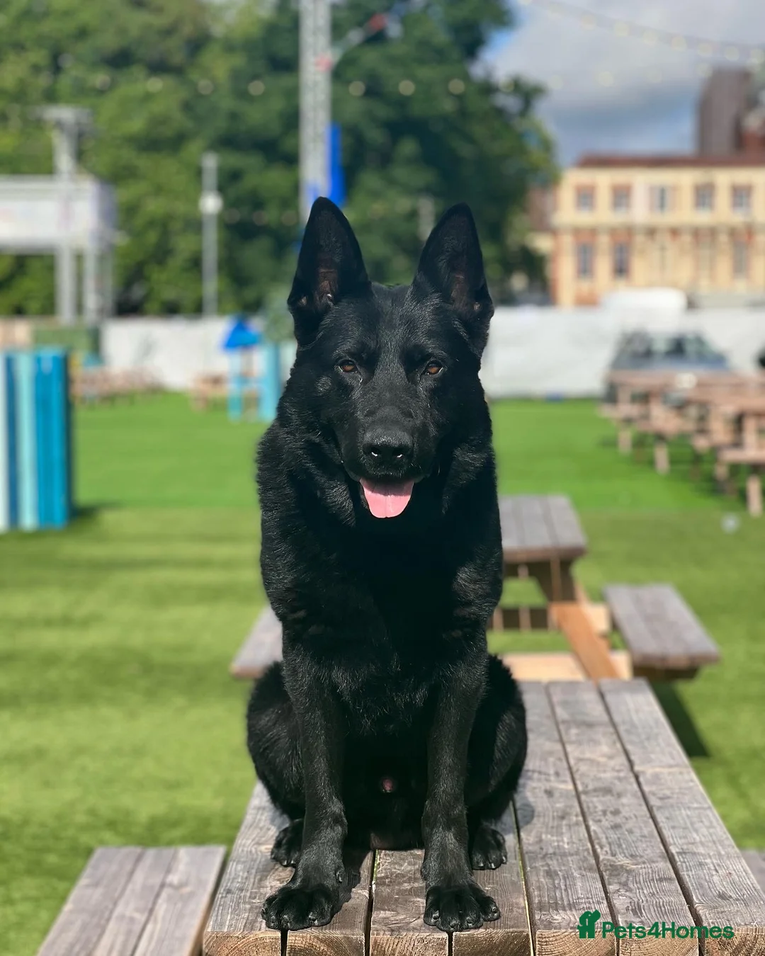 German Shepherd dogs for stud: Black Jinopo stud Proven in Walsall - Advert 5