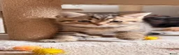 Persian cats for sale: Beautiful Persian Cross Kittens - 4 little ladies - Advert 29