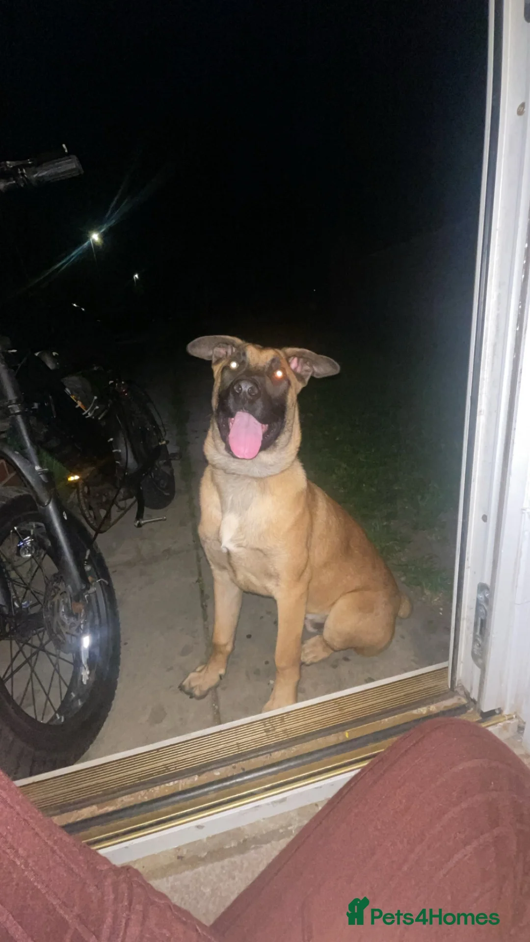 Mixed Breed dogs for sale: Belgian Malinois X German Shepherd  - Advert 2