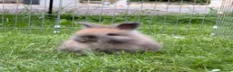 Angora rabbits for sale: Beautiful Full Faced English Angoras available  - Advert 8