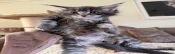 Maine Coon cats for sale: Stunning Maine coon kittens  - Advert 5