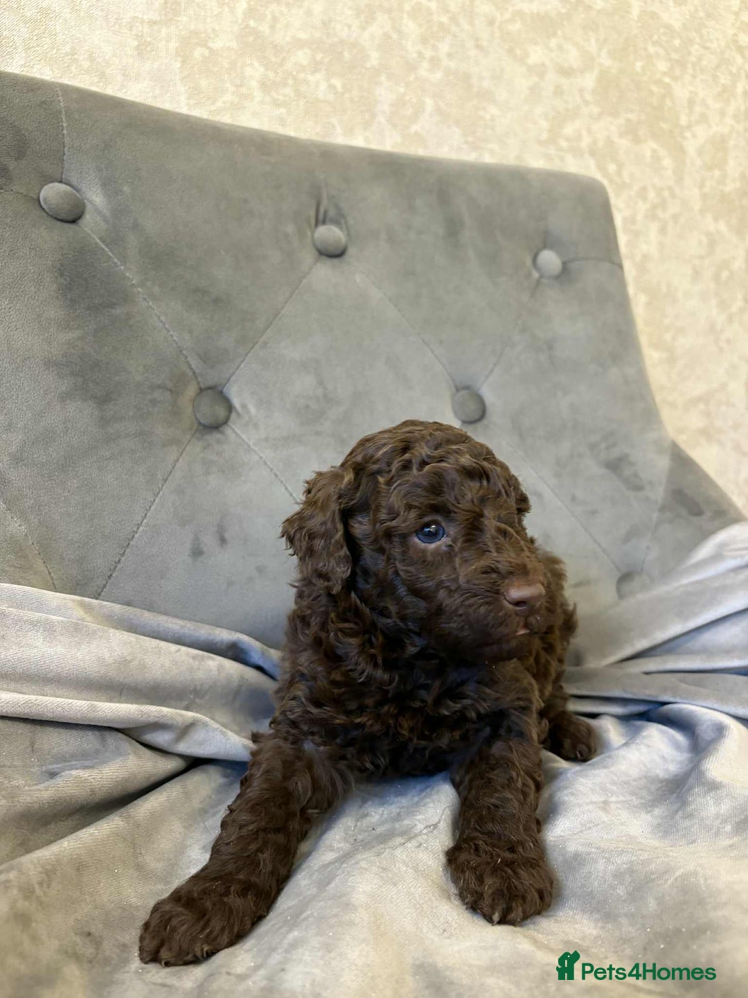 Mini Goldendoodle dogs for sale: LAST 2❗️Miniature goldenoodle pups ready now🏡🌟  - Advert 18