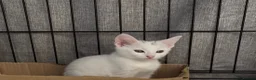 Mixed Breed cats for sale: 3 female kittens 2 - Advert 12