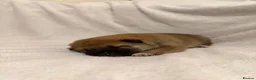 Japanese Shiba Inu dogs for sale: Japanese Shiba Inu Puppies  in Chester - Advert 14