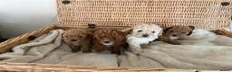 Cavapoo dogs for sale: Beautiful curly Cavapoo pups 5 🌟 licensed breeder - Advert 10