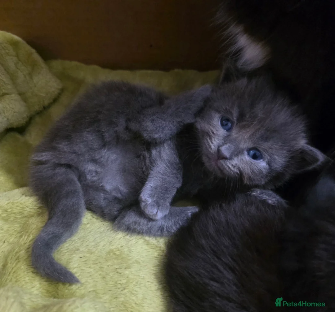 Mixed Breed cats for sale: 3 stunning kittens for sale - Advert 8