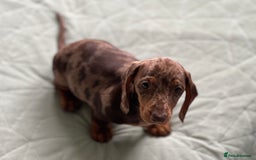 Dachshund dogs for sale: Dachshund puppy’s one boy and four girls  - Image 4