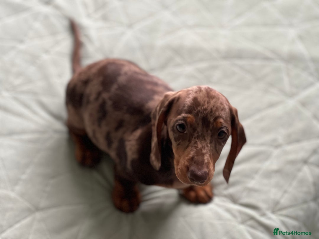 Dachshund dogs for sale: Dachshund puppy’s one boy and four girls  - Image 4